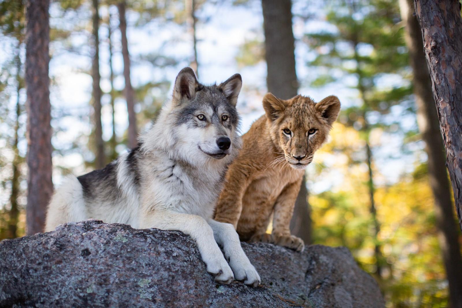 Der Wolf und der Löwe | Star Movie Steyr